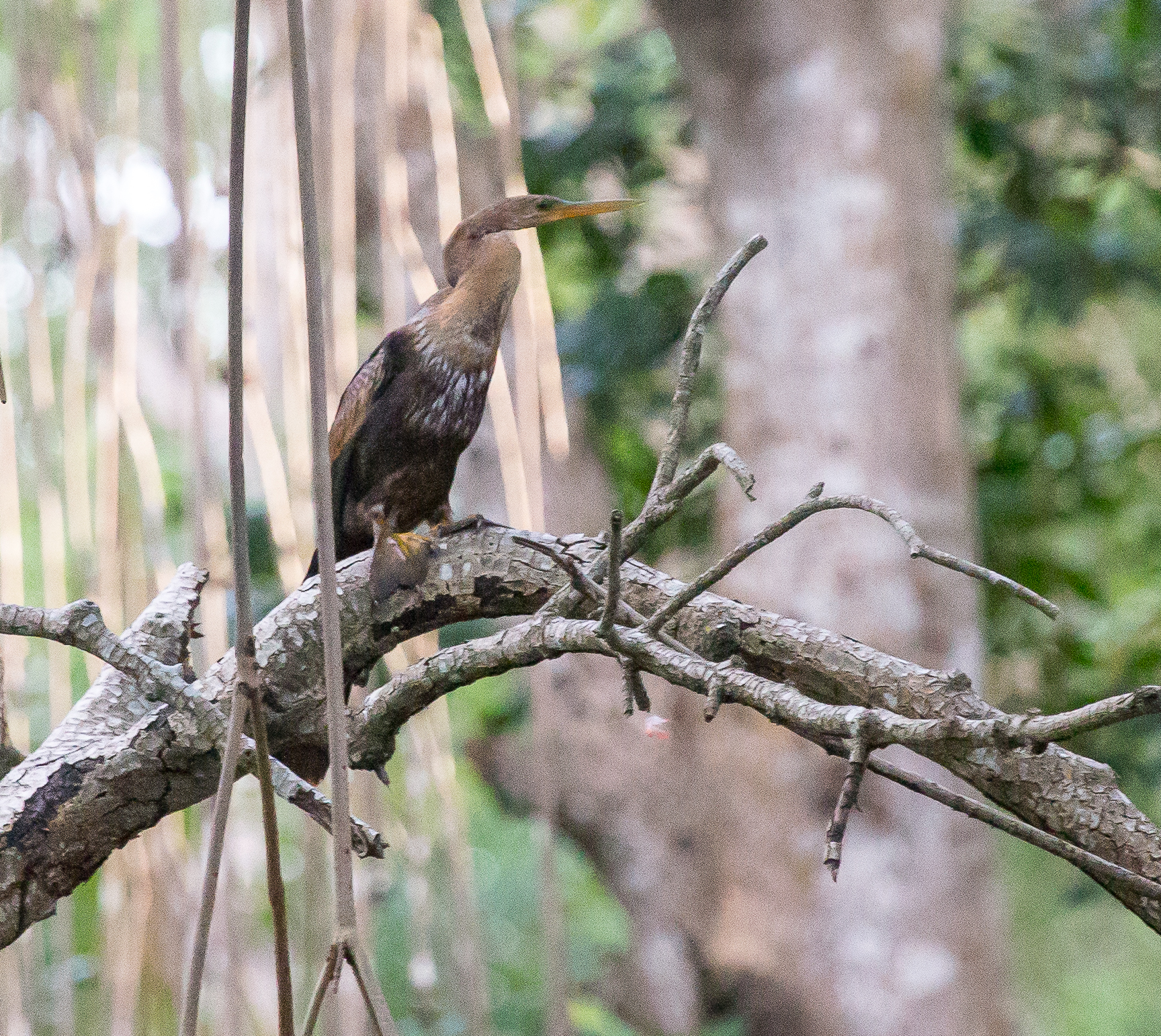 Anhinga